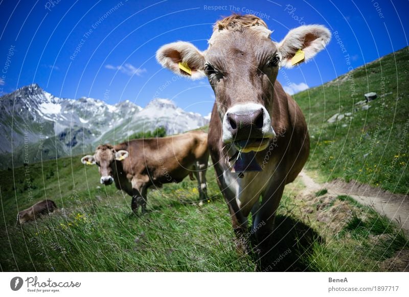 Cow in the alps Summer Nature Relaxation Environment Vacation & Travel Alpine Blue sky Italy Switzerland Alps Mountain meadow Alpine pasture Animal Herd To feed