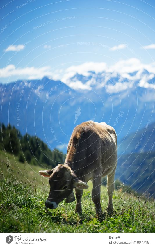Cow in the alps Summer Nature Relaxation Environment Vacation & Travel Alpine Blue sky Italy Switzerland Alps Mountain meadow Alpine pasture Animal To feed