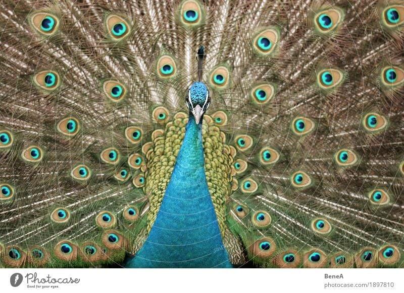 A peacock displaying and looking into the camera Nature Esthetic Exotic Passion Center point Animal Bird Blue Peacock Peacock feather Feather Pattern