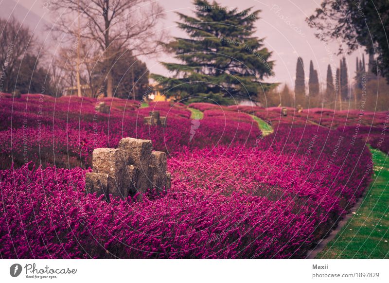 Cemetery, Lavender, Italy, Memorial Wide angle Deep depth of field Contrast Silhouette Exterior shot Multicoloured Colour photo Adventure Nature Environment