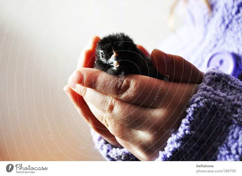 Gently held. Environment Nature Animal Farm animal Bird Animal face Wing Barn fowl Chick Egg 1 Baby animal Cuddly Small Funny Near Natural New Curiosity Cute