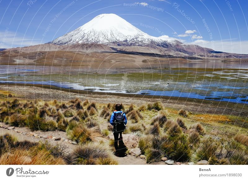 Standing in front of Parinacota Human being Woman Adults Nature Relaxation Vacation & Travel Environment Chile National Park Vulcano Height Altimeter Green
