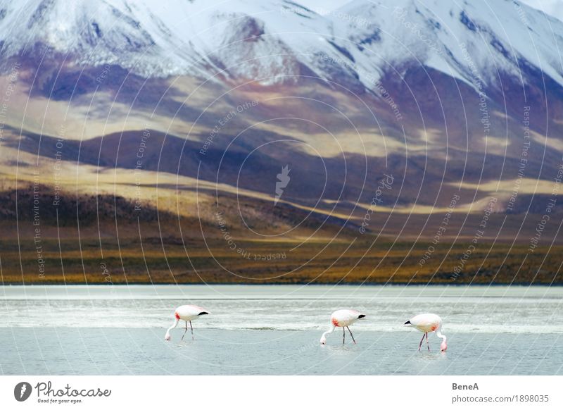 Flamingos in the Andes Stove & Oven Pink Exotic Life Nature Environment Far-off places Salt Lake wading water white Animal Bird Bolivia To feed Group Herd