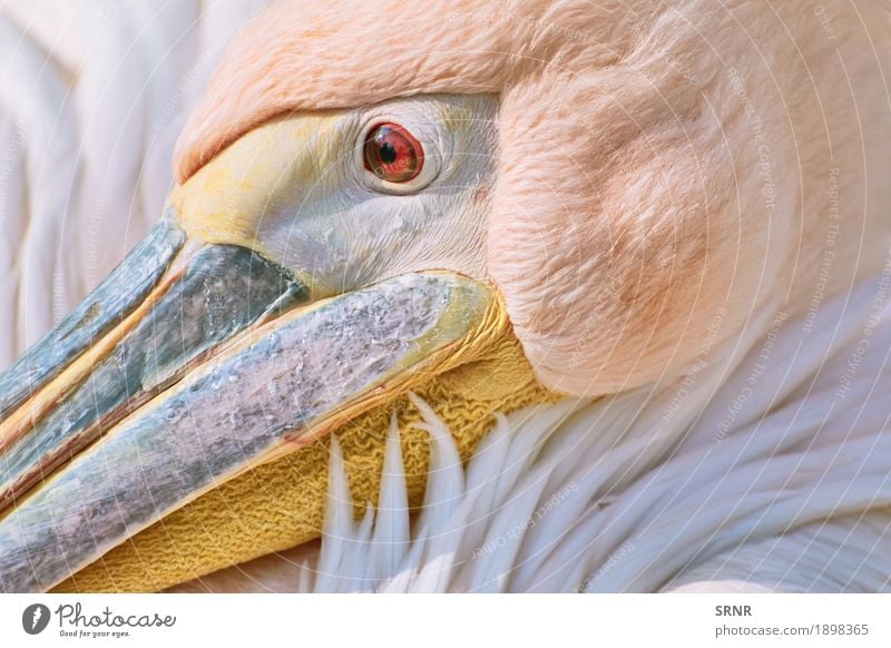 Portrait of Pelican Animal Bird 1 Wild avian avifauna Beak Bank note neb eastern pelican huge bird large bird pelecanidae pelecanus onocrotalus pink pelican