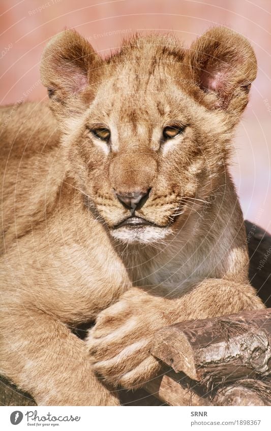 Portrait of Young Lion Animal Wild animal Cat Paw 1 Big cat female lion lion cub young lion whelp forefoot foreleg forepaw Lioness Mammal muzzle panthera leo