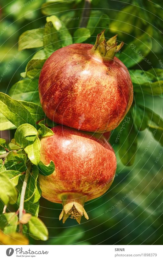 Mature Pomegranate Fruits Nutrition Vegetarian diet Garden Environment Nature Plant Tree Leaf Growth Delicious Natural Juicy Red punica granatum agriculture