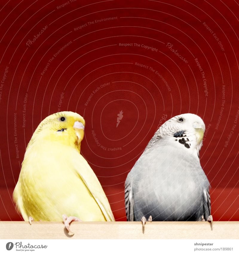 The Twitterlings Wallpaper Kitchen Animal Pet Bird Wing Claw Budgerigar Parakeet 2 Pair of animals Rutting season To feed Looking Sit Fat Exotic Free Warmth
