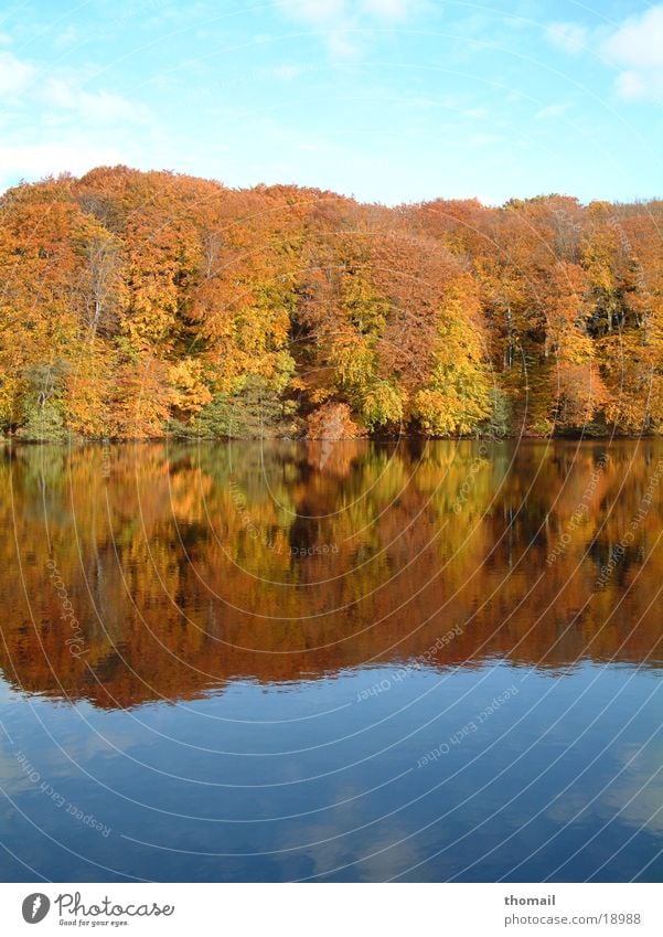 Autumn forest at the lake Lake Leaf Forest Reflection Multicoloured Mirror Fresh Water Abstract Colour To go for a walk