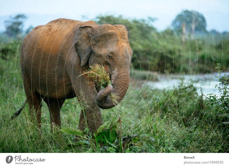 Elephant eats grass in Udawalawe National Park, Sri Lanka Nature Exotic Idyll Vacation & Travel Environment Environmental protection Asia Uda Walawe Animal