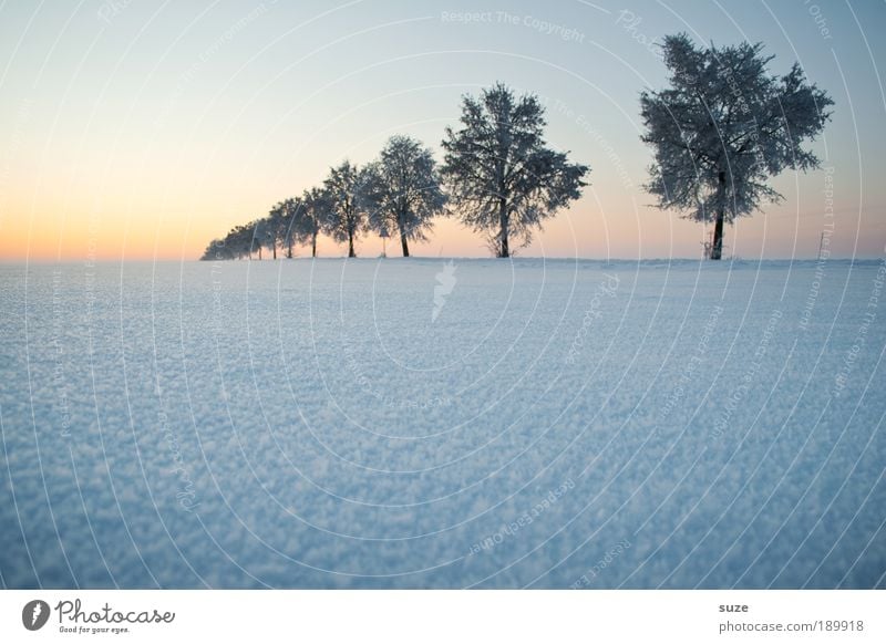 Tree in a row Environment Nature Landscape Plant Elements Air Sky Cloudless sky Horizon Winter Climate Weather Fog Ice Frost Snow Lanes & trails Esthetic