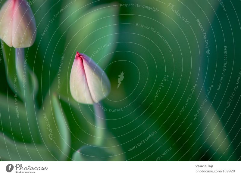 Spring can come Environment Nature Plant Flower Pure Green Pink Tulip Spring flowering plant Closed Bud March April May Neutral Background Colour photo