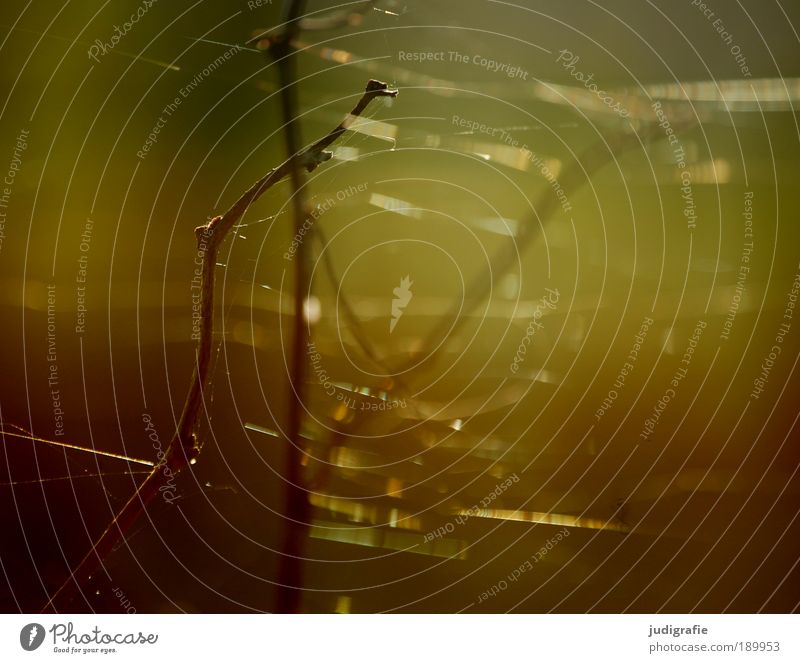 spun Environment Nature Plant Sunlight Summer Spider Fine Delicate Cobwebby Twig Indian Summer Warm colour Warmth Colour photo Exterior shot Detail Day Blur