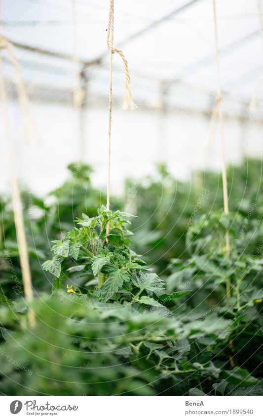 Tomatoes grow in a greenhouse of a nursery Agriculture Forestry Plant Bushes Foliage plant Agricultural crop Growth Natural Sustainability Nature Planning