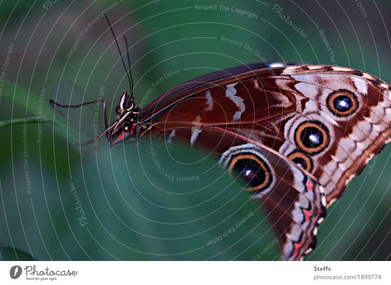 an exotic butterfly hides behind a green leaf Butterfly Wing pattern Grand piano Feeler blue Morphof age Noble butterfly morphoid age Tropical butterfly Exotic