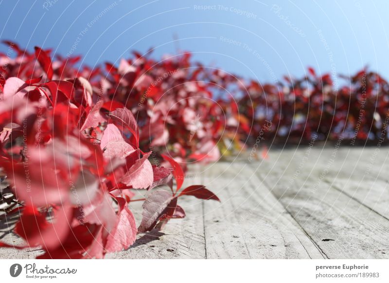 Red Passion Environment Nature Sky Cloudless sky Autumn Plant Leaf Wall (barrier) Wall (building) Facade Blue Gray Calm Worm's-eye view