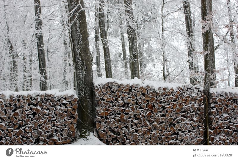 before/after Winter Snow Garden Gardening Forestry Forester Forstwald Wood Firewood Plant Water Bad weather Ice Frost Tree Bushes Build Hunting Brown White
