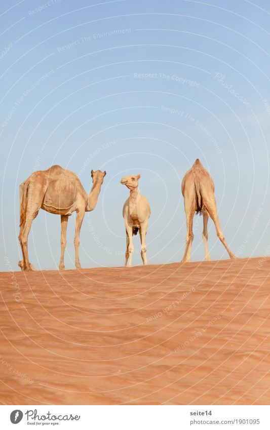 Camels, United Arab Emirates, Dubai, Abu Dhabi Dromedary Gulf state Exterior shot Deserted Animal Farm animal Dune Beach dune Sand Sun Tourism Cloudless sky