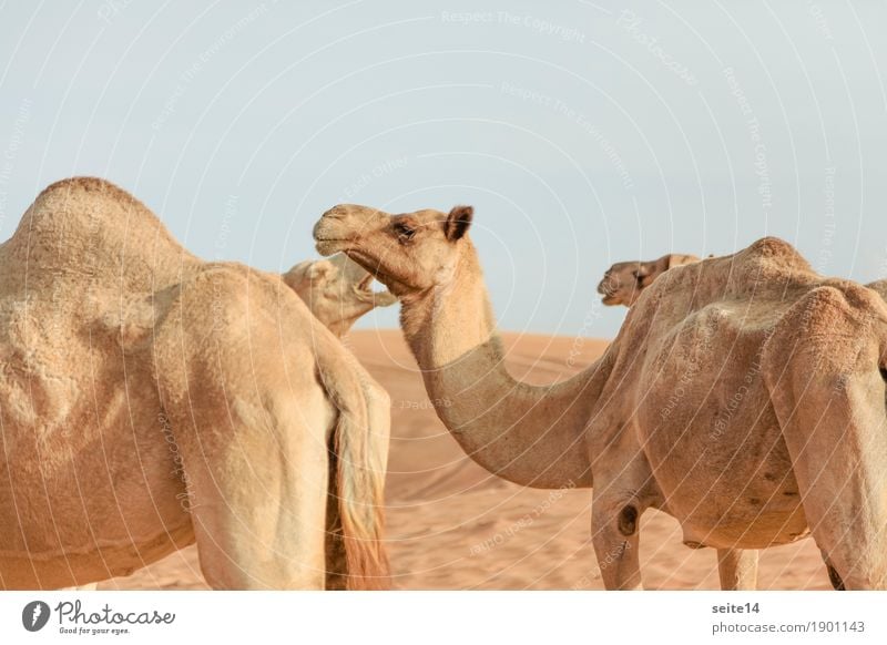 Camels, United Arab Emirates, Dubai, Abu Dhabi Dromedary Focus on the foreground Gulf states Horizontal Exterior shot Deserted Animal Farm animal Dune