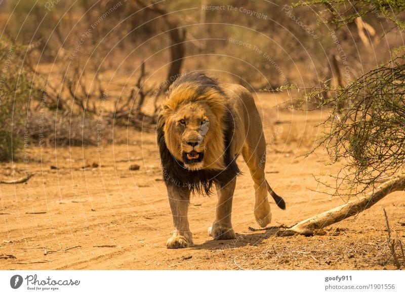 Out of my way...!!!! Environment Nature Elements Earth Sand Spring Summer Autumn Bushes Desert Africa Animal Wild animal Animal face Paw Animal tracks Lion