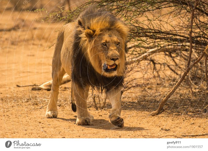 I'm coming...!!! Environment Nature Earth Sand Spring Summer Autumn Bushes Desert Africa Animal Wild animal Animal face Pelt Paw Animal tracks Lion Lion's mane