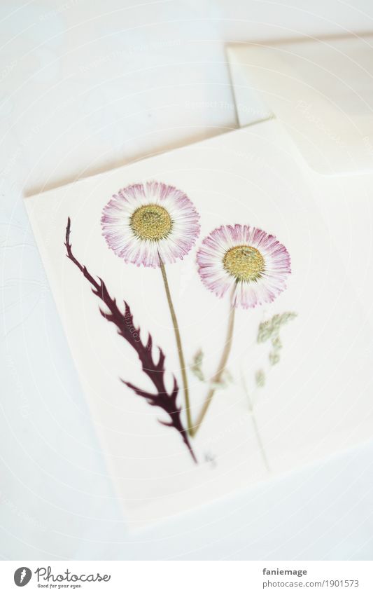Daisy greeting card Lifestyle Elegant Style Design Esthetic Beautiful Pressed Flower Bouquet Notepaper Card Playing card Letter (Mail) Old fashioned Blossom