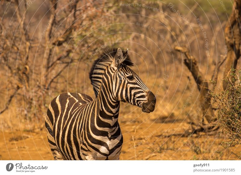 Zebra!!! Environment Nature Landscape Elements Earth Sand Spring Summer Autumn Warmth Drought Tree Desert Namibia Africa Animal Wild animal Animal face