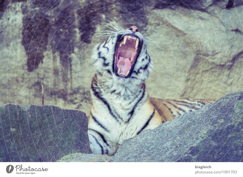 tired? Retirement Closing time Animal Wild animal Tiger 1 Stone Lie Exotic Yellow Gray Fatigue Yawn Colour photo Exterior shot Deserted Day