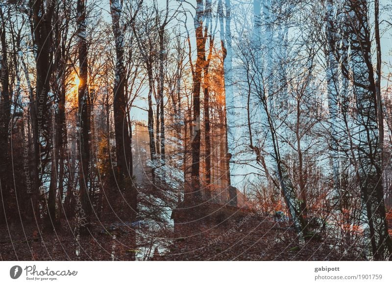 Forest wash with tower Nature Landscape Winter Weather Beautiful weather Crazy Blue Brown Moody Joie de vivre (Vitality) Stress Perturbed Double exposure Tower