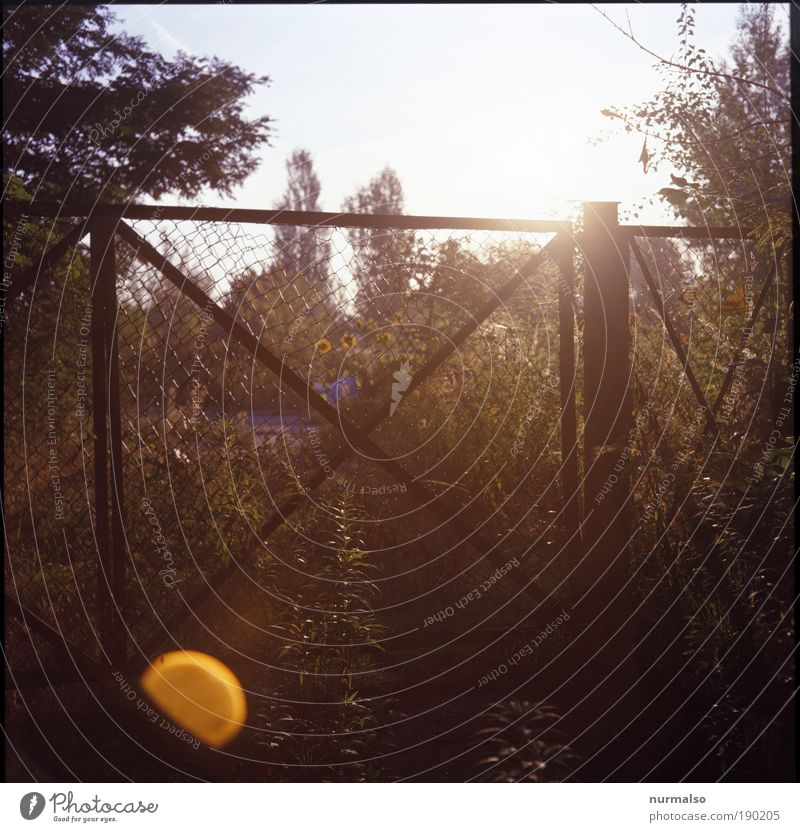 caged sunshine Wire netting Environment Nature Landscape Plant Beautiful weather Garden Park Field Industrial plant Fence Gate Sign Blossoming Glittering
