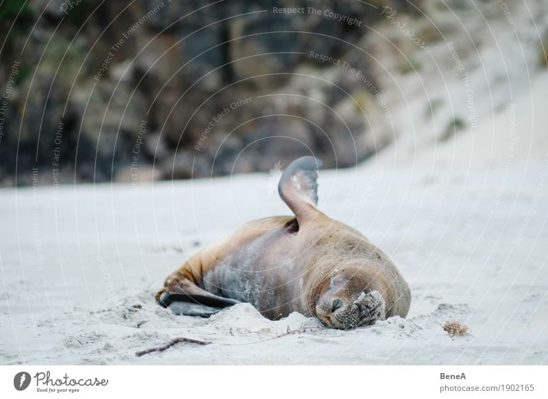 Sea lion sleeping on beach in New Zealand Beach Nature Lie Sleep Maritime Wild Exotic Environment Animal Seals Feminine Pelt Animal portrait Rock Harbour seal
