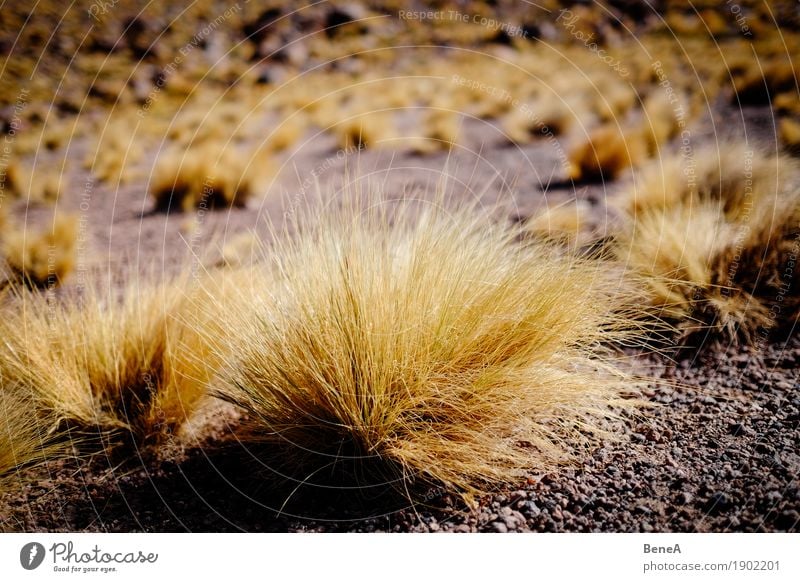 Grass grows on sandy ground in the desert Environment Nature Landscape Plant Bushes Moss Wild plant Exotic Hill Mountain Andes Volcano Desert Salar de Atacama