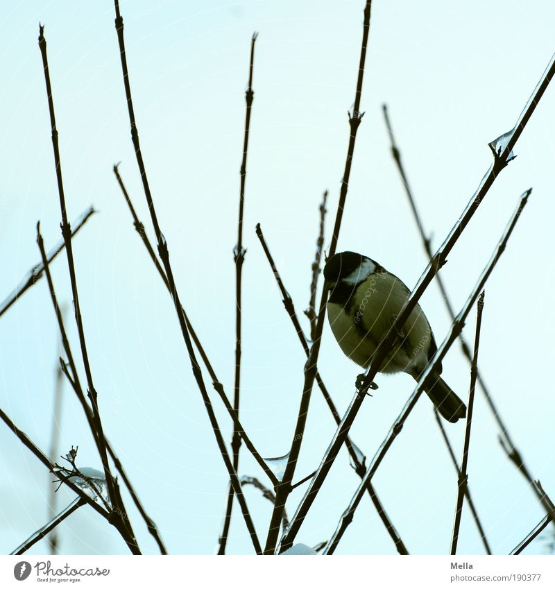 Tit winter 09/10 Environment Nature Animal Winter Plant Bushes Branch Bird Tit mouse Crouch Sit Free Cold Small Natural Curiosity Cute Moody Patient Calm Life