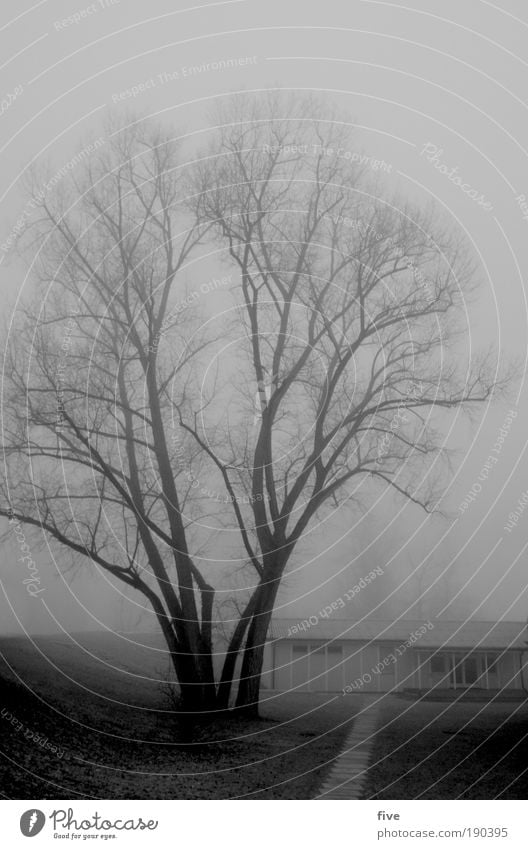 he's awake. Nature Tree Meadow Dark Simple Free Cold Wet Black Moody Sadness Fatigue Building Winter Black & white photo Exterior shot Morning