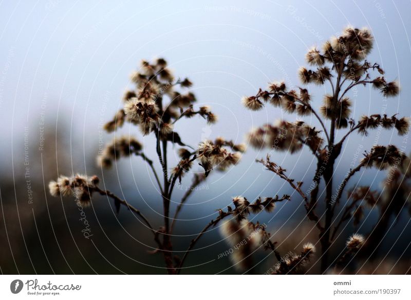sporadic joy Nature Plant Grass Bushes Wild plant Field Authentic Simple Natural Gloomy Dry Brown aperture 1.8 f1.8 Subdued colour Exterior shot Close-up Detail