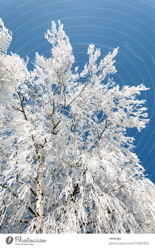 ice Trip Nature Plant Cloudless sky Winter Beautiful weather Ice Frost Snow Birch tree Large Cold Blue White Moody Change Colour photo Exterior shot Deserted