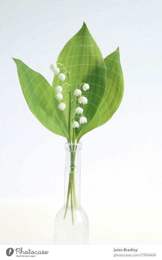lily of the valley Valentine's Day Mother's Day Plant Spring Flower Leaf Blossom "Lily of the valley Bouquet Esthetic Elegant Bright Beautiful Green White Happy