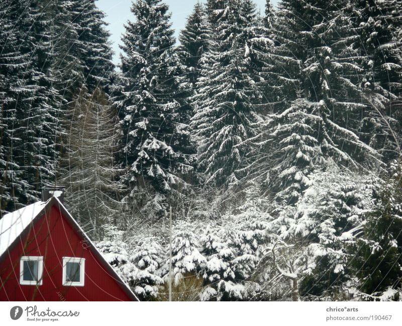 The red house at the next corner left Nature Landscape Winter Weather Beautiful weather Bad weather Ice Frost Snow Tree Foliage plant Wild plant Forest Alps