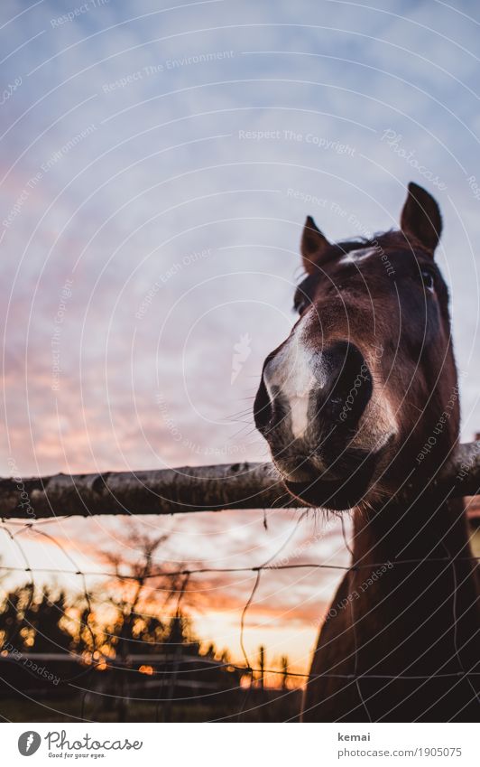 interest Harmonious Well-being Calm Sky Clouds Sunrise Sunset Summer Beautiful weather Tree Animal Horse Animal face Pelt 1 Looking Stand Authentic Friendliness