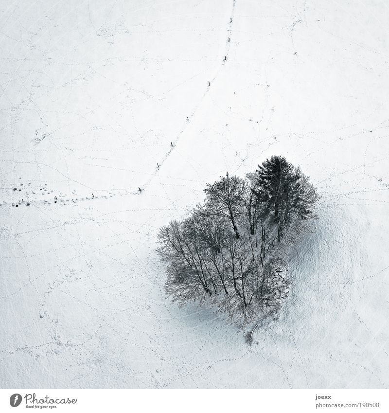 maverick Nature Landscape Earth Winter Snow Tree Field Cold Clump of trees Fence Bird's-eye view Colour photo Subdued colour Exterior shot Copy Space top Day