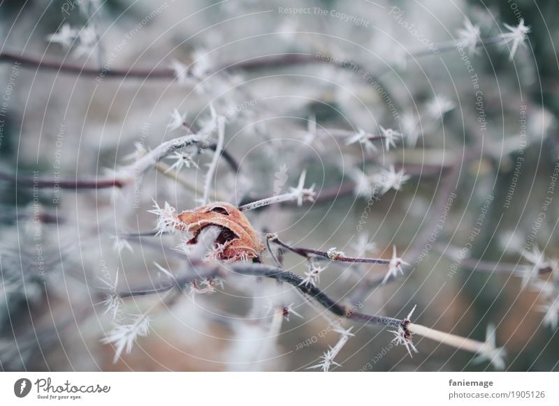 icy sheet Nature Ice Frost Snow Snowfall Garden Park Esthetic Cold Beautiful Leaf Twigs and branches Winter Hoar frost Ice crystal White Prongs Point Orange