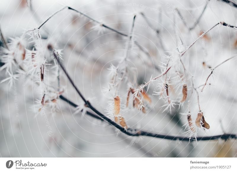 Branches with ice crystals Nature Ice Frost Snow Snowfall Esthetic Bright Cold Beautiful Ice crystal Twigs and branches Prongs Spine Undergrowth Point Branched