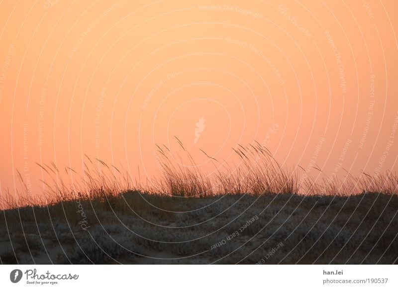 Red sky Relaxation Calm Summer vacation Plant Animal Earth Horizon Wind Black Ground Blade of grass Common Reed Beach dune Dune Colour photo Exterior shot