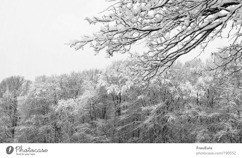 snow chaos Nature Landscape Winter Ice Frost Snow Tree Forest Cold Black White Black & white photo Exterior shot Structures and shapes Deserted Day