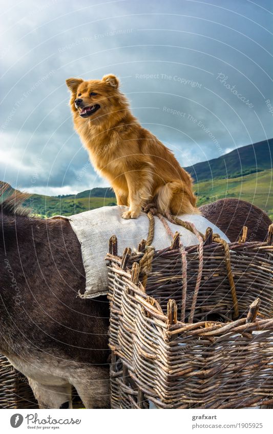 Dog sits at the back of a donkey in Ireland Donkey Animal Sit Tall Above Carrying Ride Pet Travel photography Vantage point Joy Funny Team Sweet Superior Horse