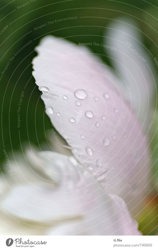 anticipation Fragrance Environment Nature Landscape Elements Water Drops of water Climate Weather Rain Plant Leaf Blossom Peony Pentecost Park Blossoming Growth