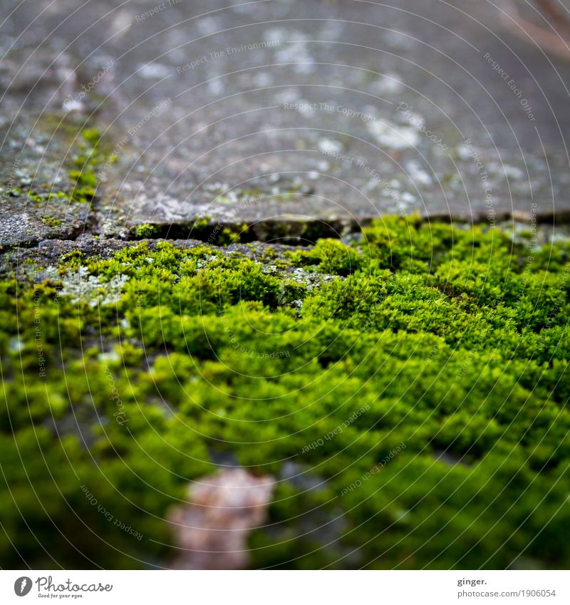 Sauerland Moss Environment Nature Plant Gray Green Paving tiles Concrete Blur Depth of field blown up Patch Crack & Rip & Tear Overgrown Division Wild plant