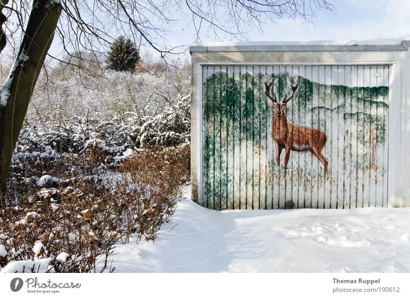 stag Environment Nature Landscape Winter Beautiful weather Snow Plant Tree Forest Outskirts Deserted Building Garage Animal Wild animal Deer 1 Observe Cold