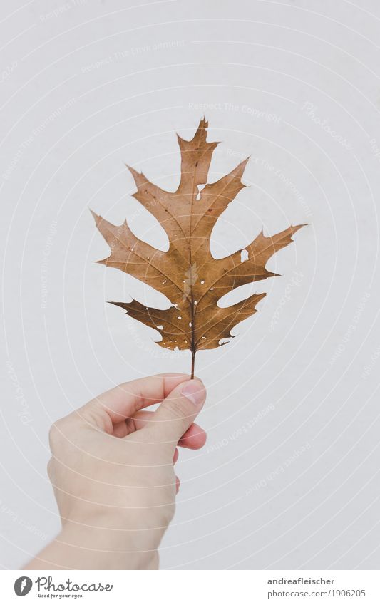 A leaf in the wind Nature Plant Autumn Leaf Foliage plant Touch Study Dream Faded Hand Stop Collector's item Hollow Old Brown White Bright Dried Fragile