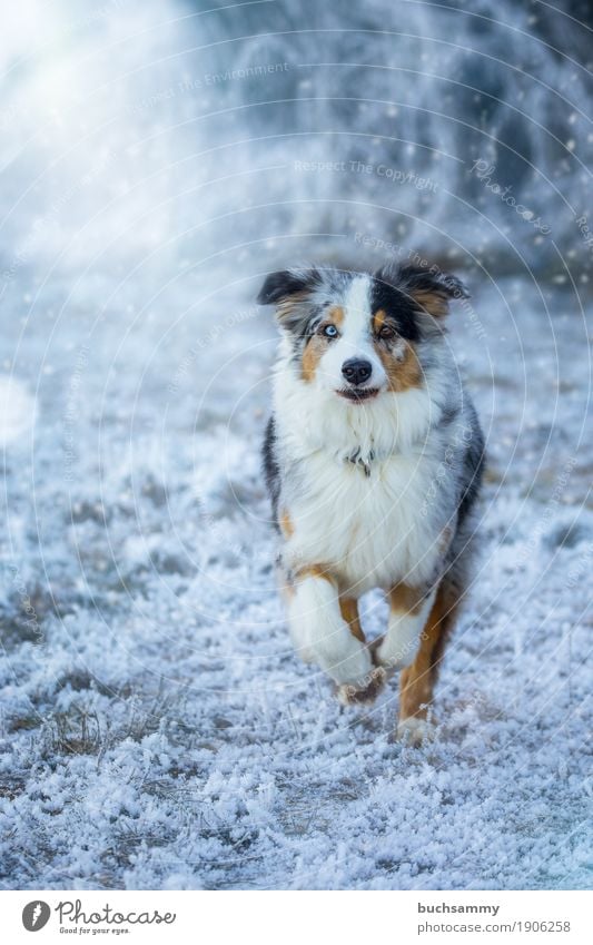 Australian Shepherd Nature Winter Weather Ice Frost Snow Grass Meadow Animal Pet Dog 1 Walking Running Speed Blue Brown Black White Passion Colour photo