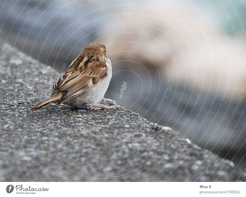 sparrow Wall (barrier) Wall (building) Animal Bird 1 Baby animal Cuddly Small Loneliness Sparrow Colour photo Subdued colour Exterior shot Close-up Detail
